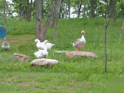 Pilgrim geese hatching eggs