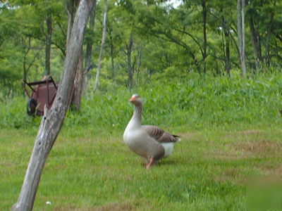 Pilgrim geese hatching eggs