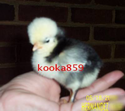White crested polish top hat chicken hatching eggs 10+