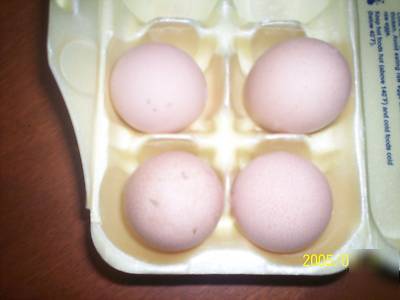 12 guinea hatching eggs