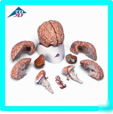 3B scientific medical 9PC human brain anatomical model