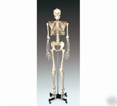 Numbered human skeleton anatomical model 1ST quality