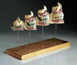 Teeth jaw development set professional model #2620*