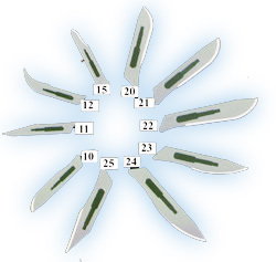Rite-dent surgical blades-#10 219-0010 dental emporium