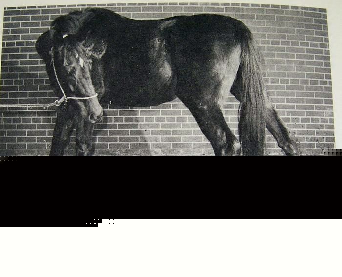 Livestock disease control nutrition hogs cattle horses