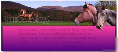 Morgan horse breeder farm website for sale url template