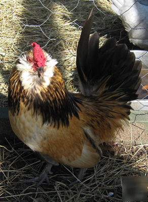 12 very rare blue quail d'anver bantam hatching eggs