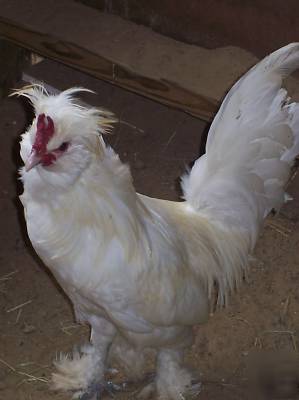 6 fertile sultan chicken hatching eggs 