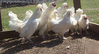 6 fertile sultan chicken hatching eggs 