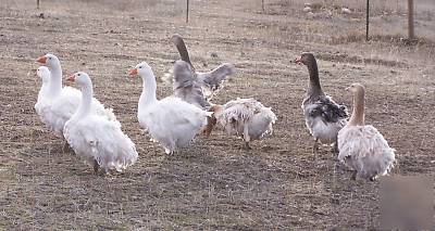 2 colored pure sebastopol goose geese hatching eggs 