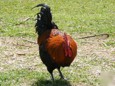Black and copper maran hatching eggs 12+