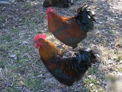 Black and copper maran hatching eggs 12+