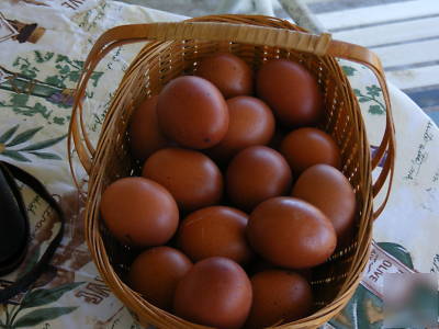 Black and copper maran hatching eggs 12+