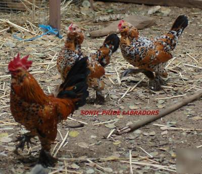 **fancy bantam** 10+ hatching egg mix *gorgeous birds*