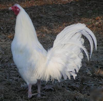 6 white kelso / pumpkin hulsey gamefowl hatching eggs 