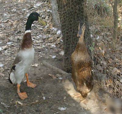 10+ sq gray indian runner duck hatching eggs 