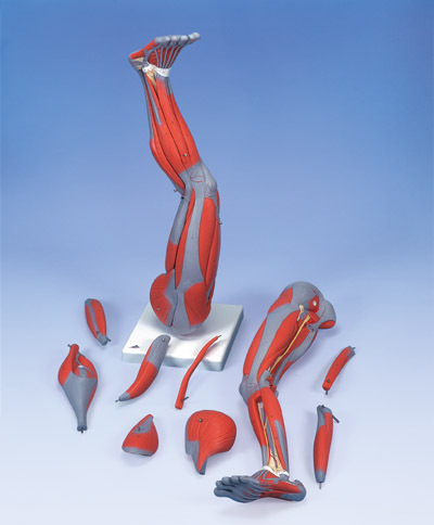 New 3B scientific muscular anatomical leg 9-part 