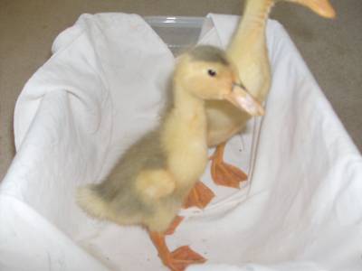 10+ rare purebred sq blue magpie duck hatching eggs