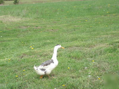 10+ rare purebred sq blue magpie duck hatching eggs