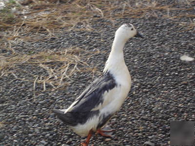 10+ rare purebred sq blue magpie duck hatching eggs