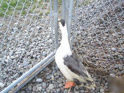 10+ rare purebred sq blue magpie duck hatching eggs