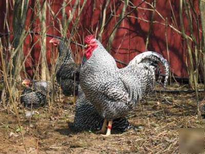 10+ heritage dominique chicken hatching eggs