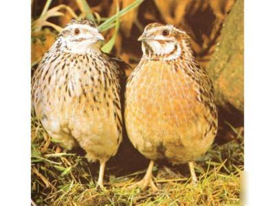 25 + coturnix mixed quail hatching eggs