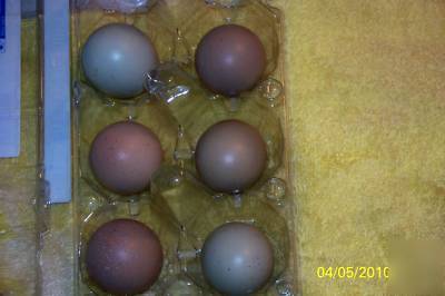 Chinese ringneck pheasant hatching eggs