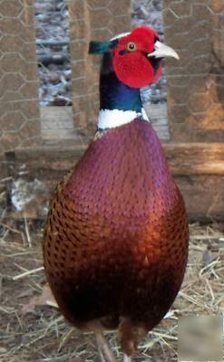 Chinese ringneck pheasant hatching eggs