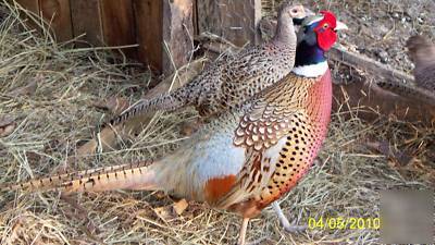 Chinese ringneck pheasant hatching eggs