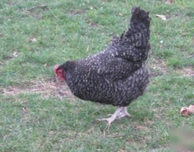 10+ french cuckoo marans hatching eggs