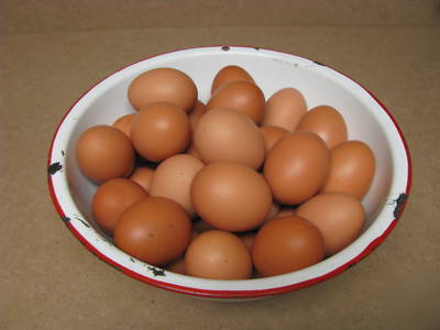 10+ french cuckoo marans hatching eggs