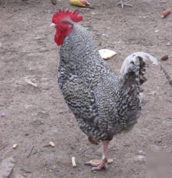 10+ french cuckoo marans hatching eggs