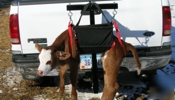 Calf sling & scale weigh carry cattle easily tough nwt