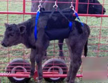 Calf sling & scale weigh carry cattle easily tough nwt