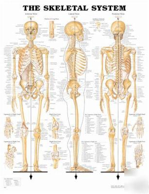 New skeleton skeletal system anatomical chart poster 