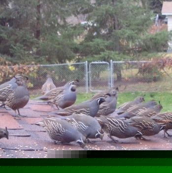6 fresh fertile valley quail hatching eggs