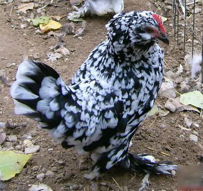 6 black mottled d'uccle chicken eggs for hatching