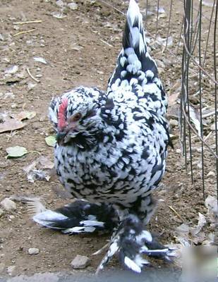 6 black mottled d'uccle chicken eggs for hatching