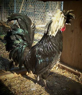 White crested polish top hat chicken hatching eggs 10+