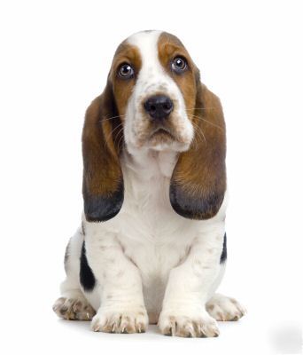 New bassett hound mousepad 9 x 8 mouse pad dog 