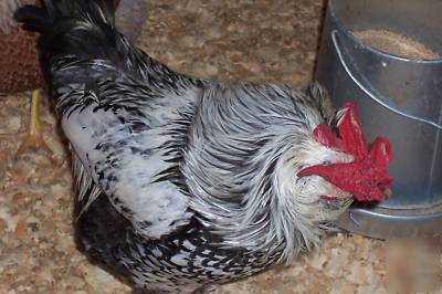 6+silver laced/blr wyandotte chicken eggs for hatching